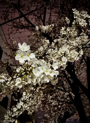 夜桜の魅力溢れる風景