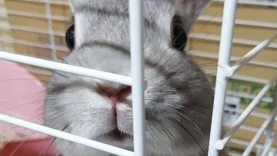 かまってほしいうさぎ