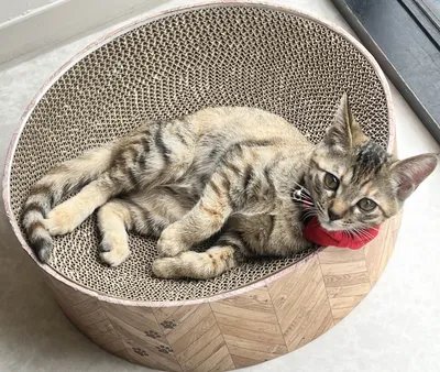 赤い首輪の子猫と快適なキャットベッド