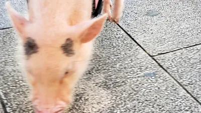 飼い豚・ハラミくん2