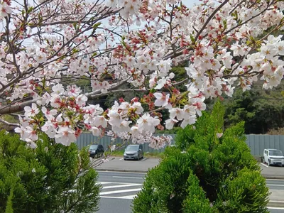 ご近所に春が来た‼