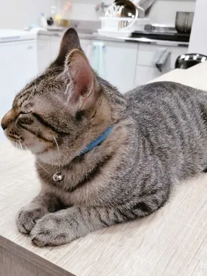 キッチンのカウンターで目を閉じる猫