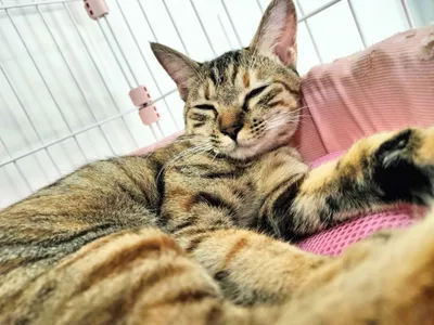 リラックスする猫の至福のひととき