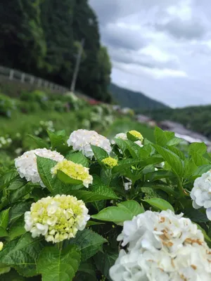 綺麗な白いあじさい