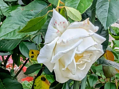 薔薇02