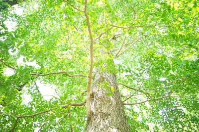 緑葉が美しい開放感のある大樹