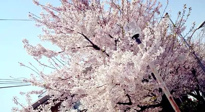 青空に広がる満開の桜
