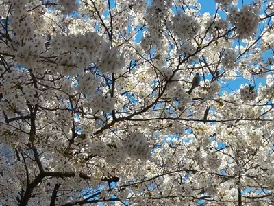 桜に隠れた小鳥