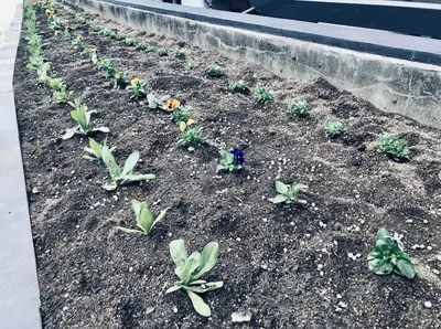 NTT前植え替え2