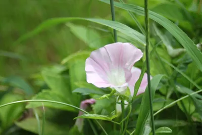 ヒルガオの花