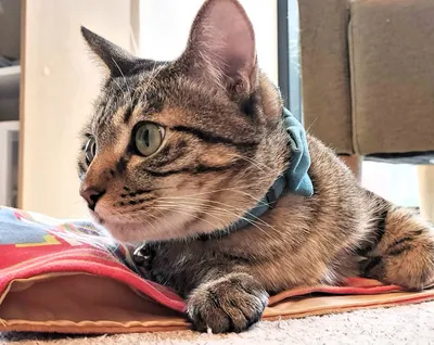 リラックスする首輪付きの猫