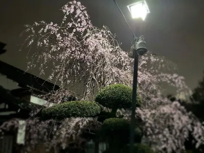 枝垂れ桜.しだれ桜.夜桜