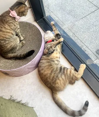 仲良し猫たちの日向ぼっこ