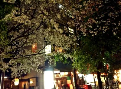木屋町夜桜