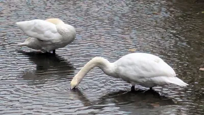 水を飲む白鳥