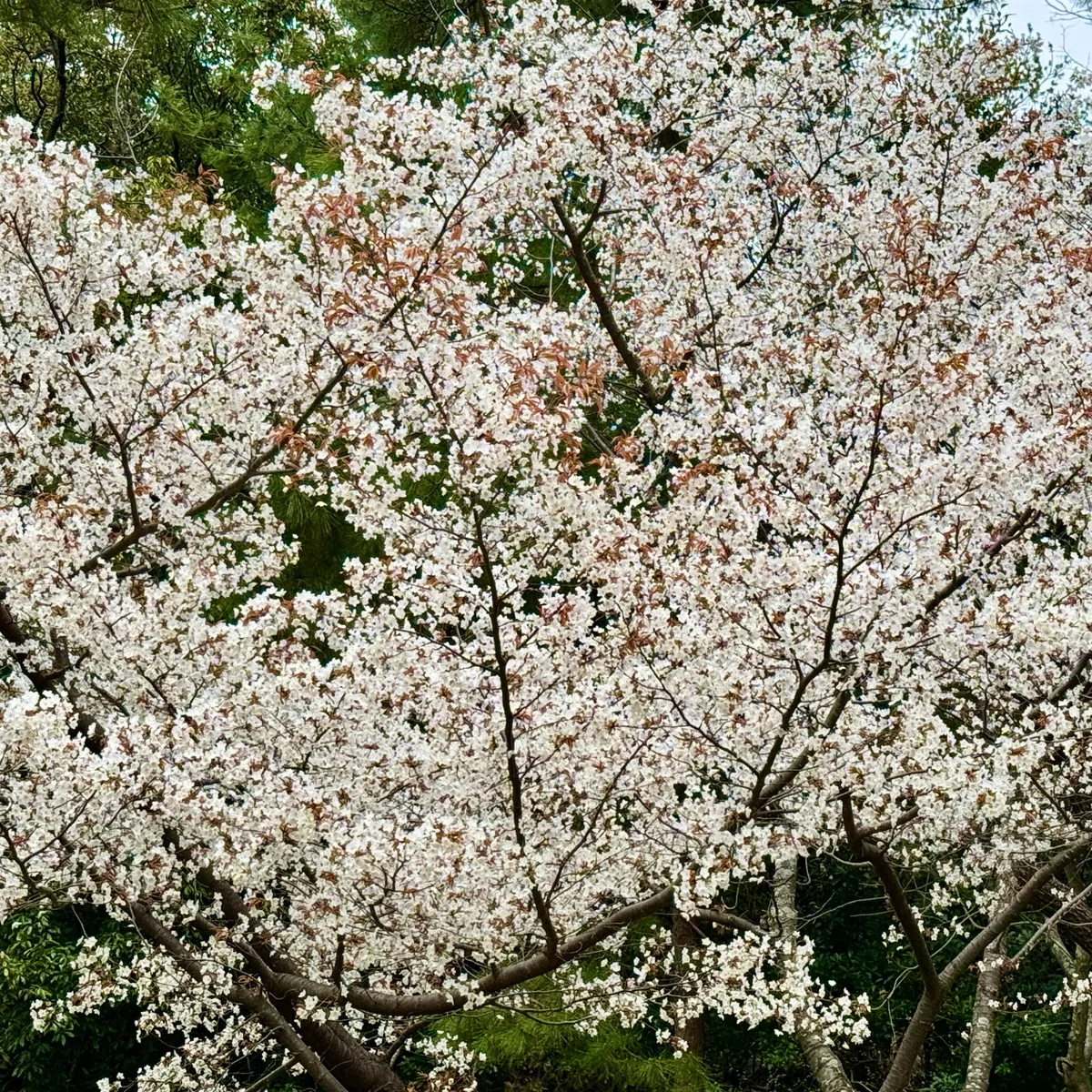 満開の桜と新緑のコントラスト