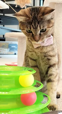 遊び心いっぱいの猫とボール