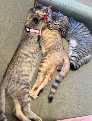 仲良く寄り添う3匹の猫たち
