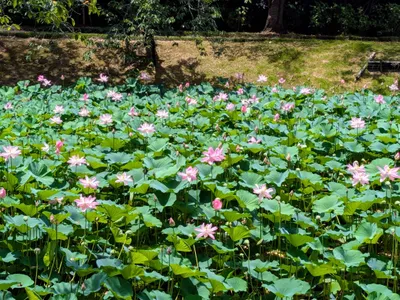 満開の蓮の花畑