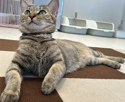くつろぐ室内猫のリラックスタイム