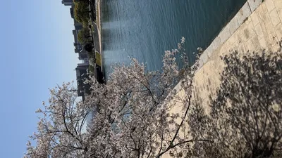 河辺の桜