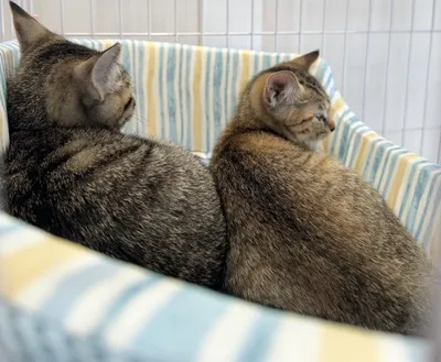寄り添う子猫たちのリラックスタイム