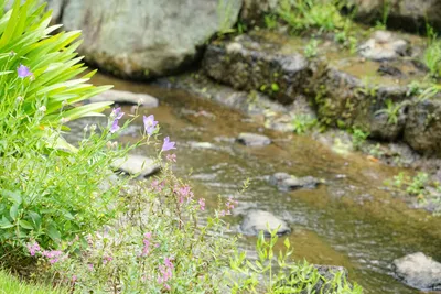日本庭園の穏やかな小川