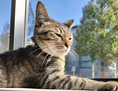 窓辺でくつろぐ昼下がりの猫