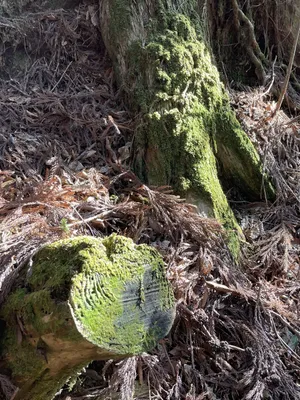 苔むす木と光3