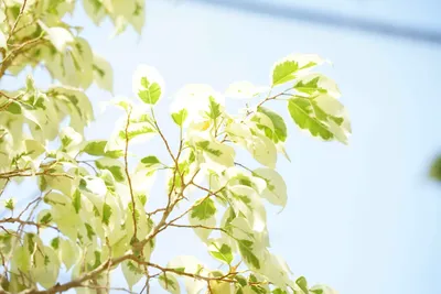 爽やかな緑の葉と青空