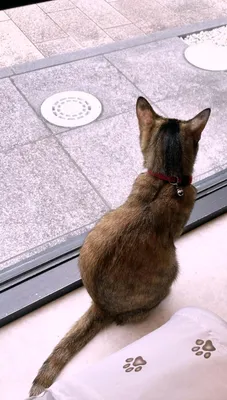 窓辺でくつろぐ猫の後ろ姿