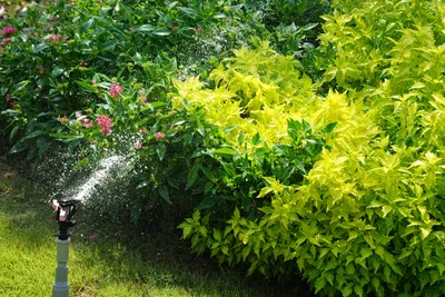 庭園の元気な植物とスプリンクラー