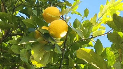 青空に映える鮮やかな黄色のレモン