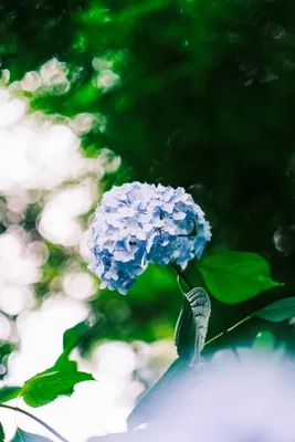 青紫陽花の美しい夏の風景