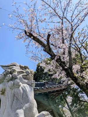 桜と一緒に