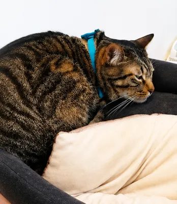 安らぐ猫の昼寝