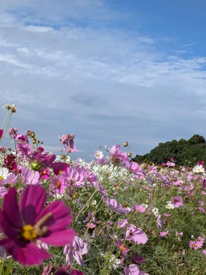 沢山のコスモス