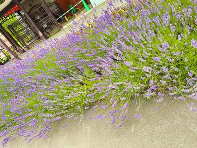 道沿いに咲くラベンダーの群生