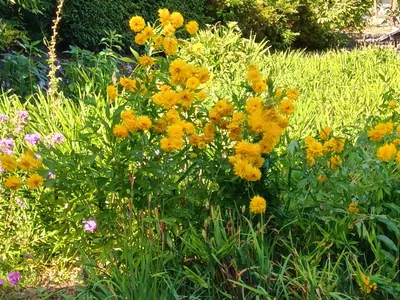 田舎の黄色いお花