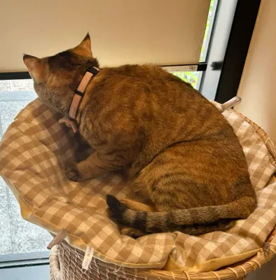 窓辺でくつろぐ猫