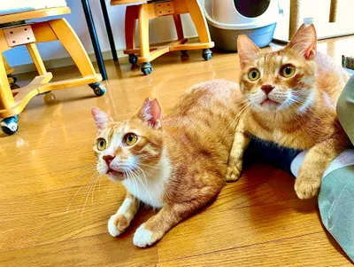 おやつのじかん