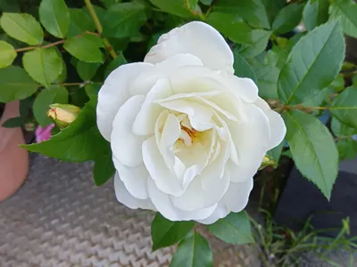 白い貴婦人