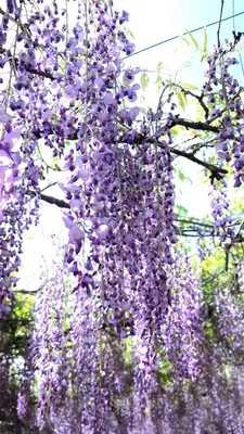 綺麗な藤の花