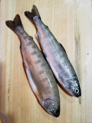 nijimasu