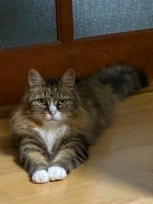 寛ぐ猫