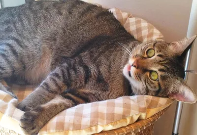 くつろぐキジトラ猫の午後