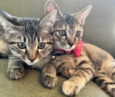 赤い蝶ネクタイのかわいい子猫たち