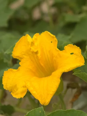 かぼちゃの花
