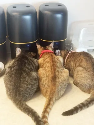 仲良し猫たちのお食事タイム