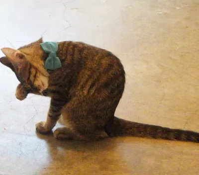 青いリボンの猫、優雅に毛づくろい